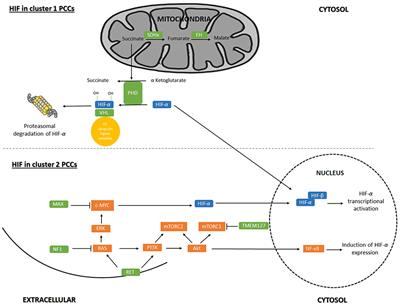 Hypoxia Signaling and Circadian Disruption in and by Pheochromocytoma